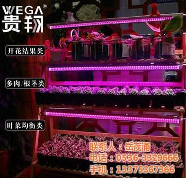 貴翔光電全光譜多肉生長(zhǎng)燈 高效照明解決方案